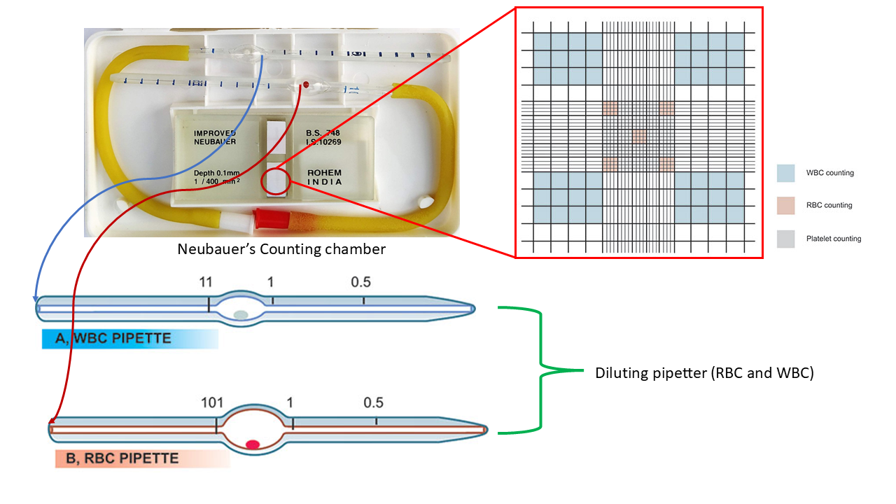 Neubauer's Chamber Diagram